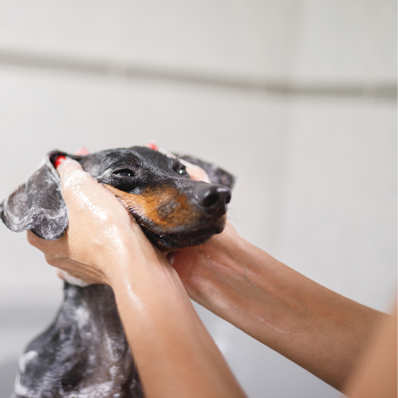 Secret life of Pets Facebook (5)